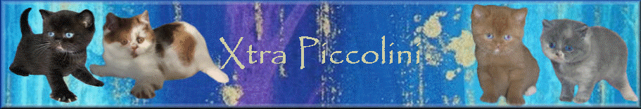 Xtra Piccolini
